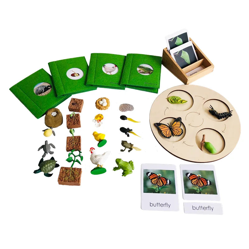 Montessori Life Cycle-Butterfly, Frog,Turtle, and Chicken Models with Cards
