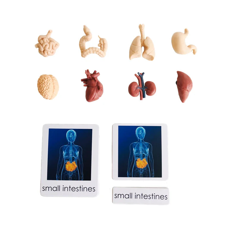 Montessori Language Materials Models with or without cards of Human Organ/ Hardware Tool/ Instruments/ Flower