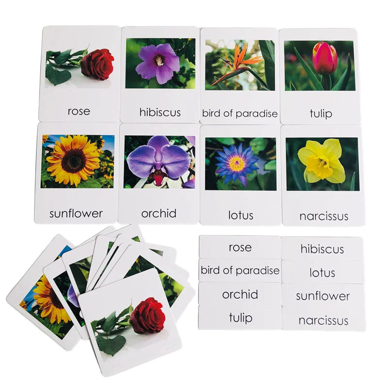 Montessori Language Materials Models with or without cards of Human Organ/ Hardware Tool/ Instruments/ Flower