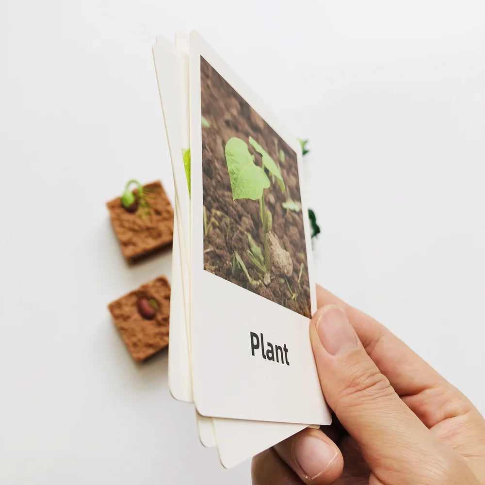 Montessori Plant Life Cycle With Cards
