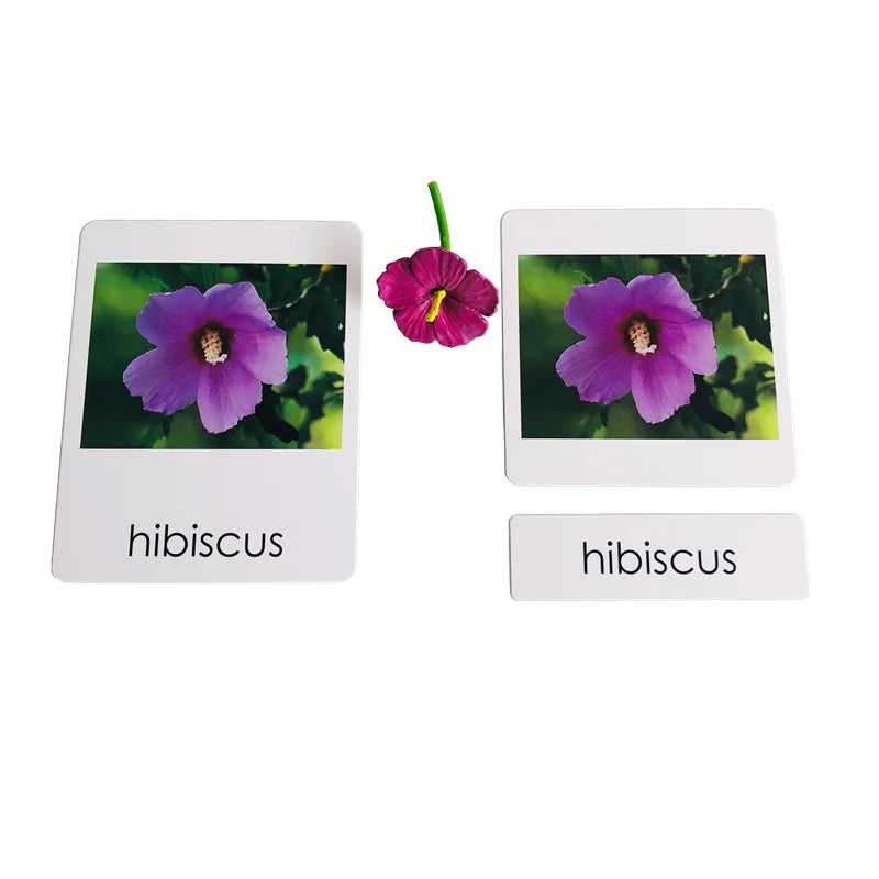 Montessori Language Materials Models with or without cards of Human Organ/ Hardware Tool/ Instruments/ Flower