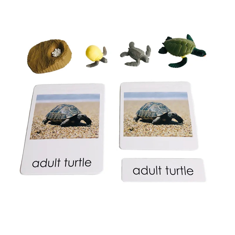 Montessori Life Cycle-Butterfly, Frog,Turtle, and Chicken Models with Cards