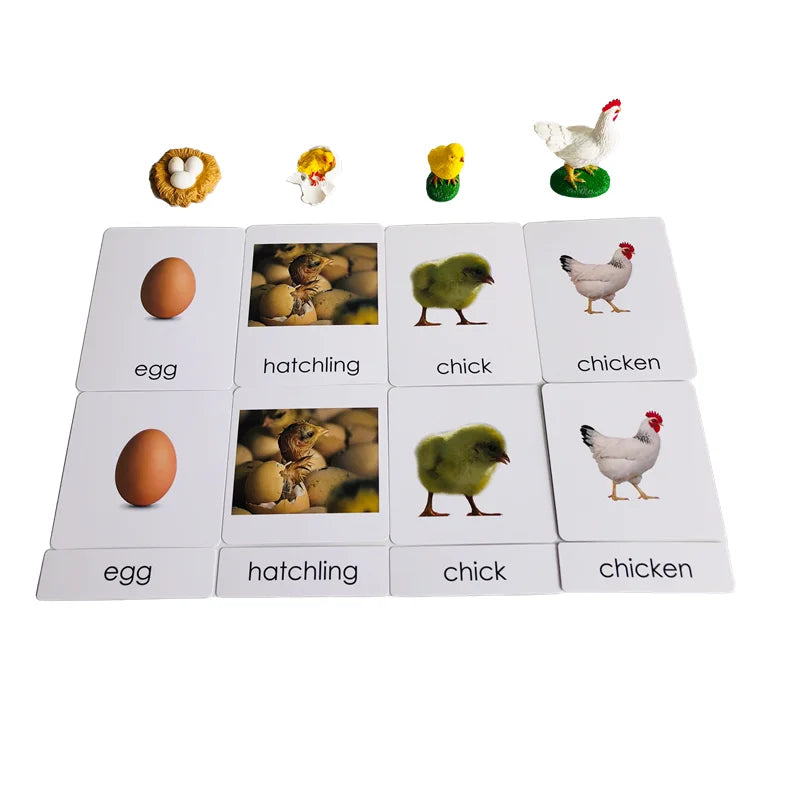 Montessori Life Cycle-Butterfly, Frog,Turtle, and Chicken Models with Cards