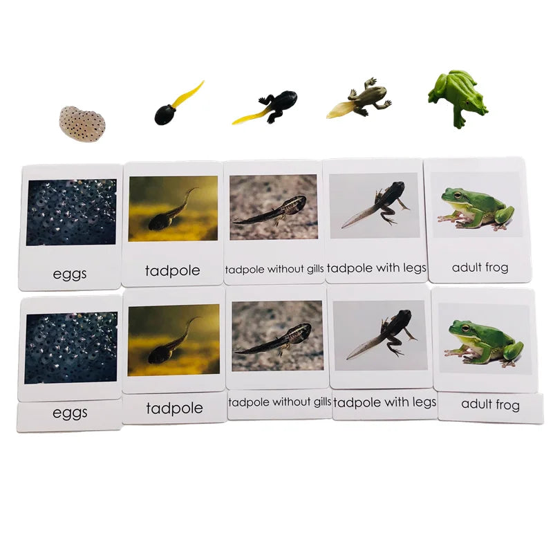 Montessori Life Cycle-Butterfly, Frog,Turtle, and Chicken Models with Cards