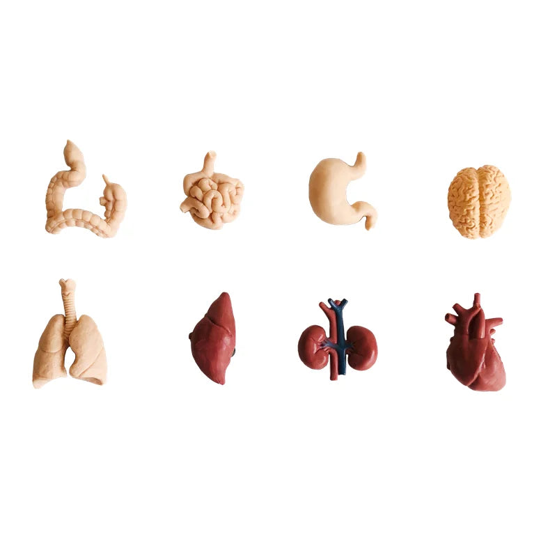 Montessori Language Materials Models with or without cards of Human Organ/ Hardware Tool/ Instruments/ Flower
