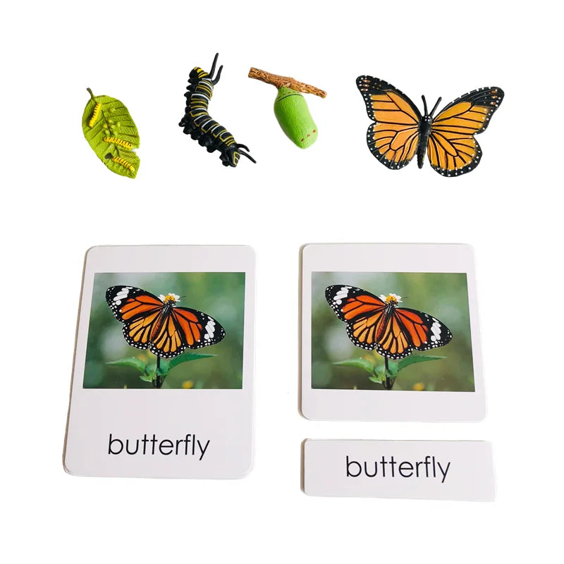 Montessori Life Cycle-Butterfly, Frog,Turtle, and Chicken Models with Cards