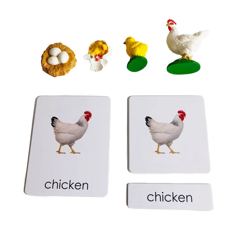 Montessori Life Cycle-Butterfly, Frog,Turtle, and Chicken Models with Cards
