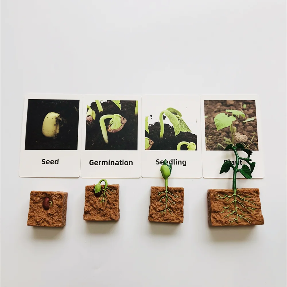 Montessori Plant Life Cycle With Cards