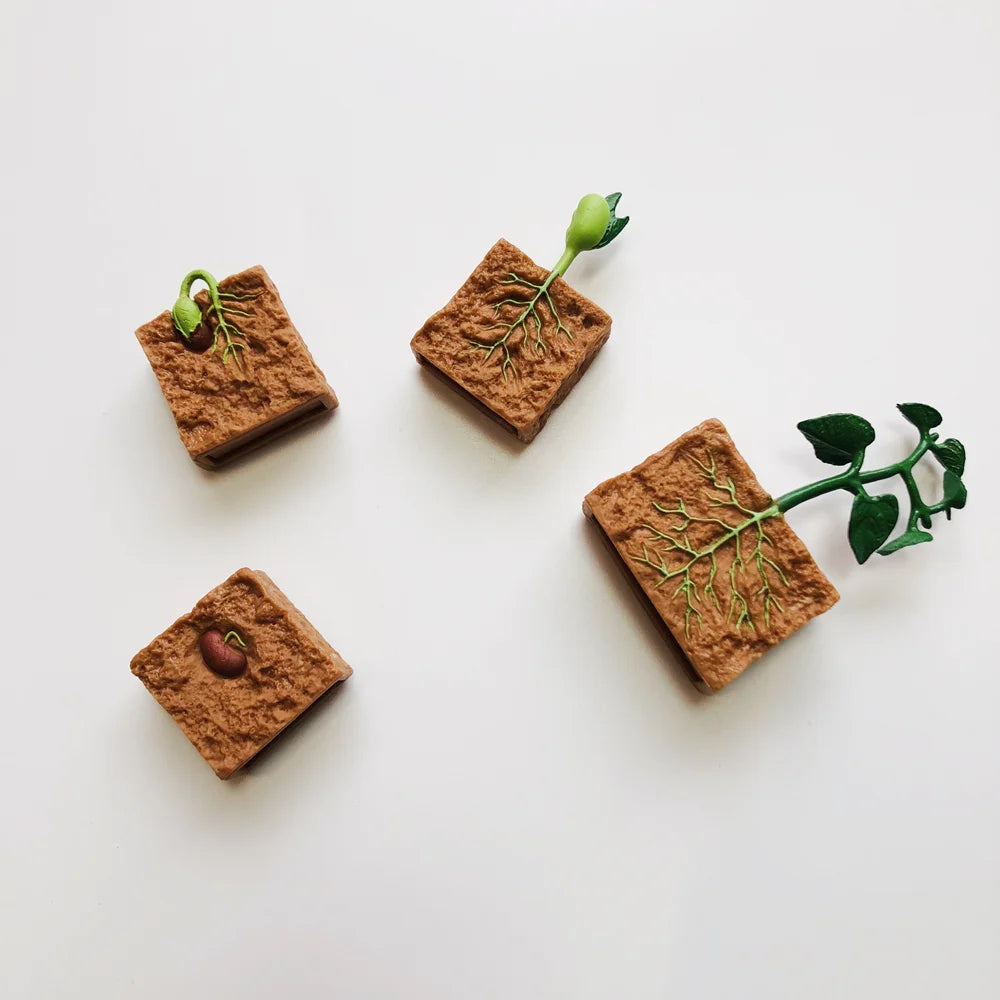 Montessori Plant Life Cycle With Cards