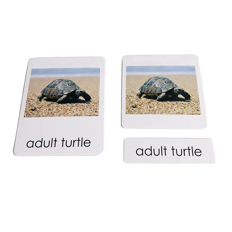 Montessori Life Cycle-Butterfly, Frog,Turtle, and Chicken Models with Cards