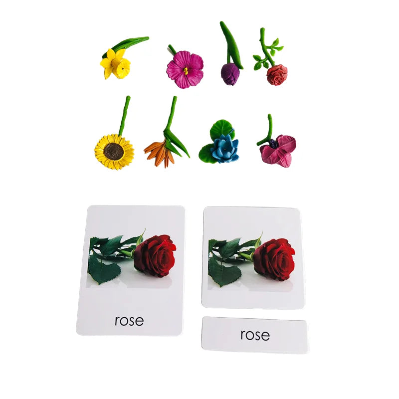 Montessori Language Materials Models with or without cards of Human Organ/ Hardware Tool/ Instruments/ Flower