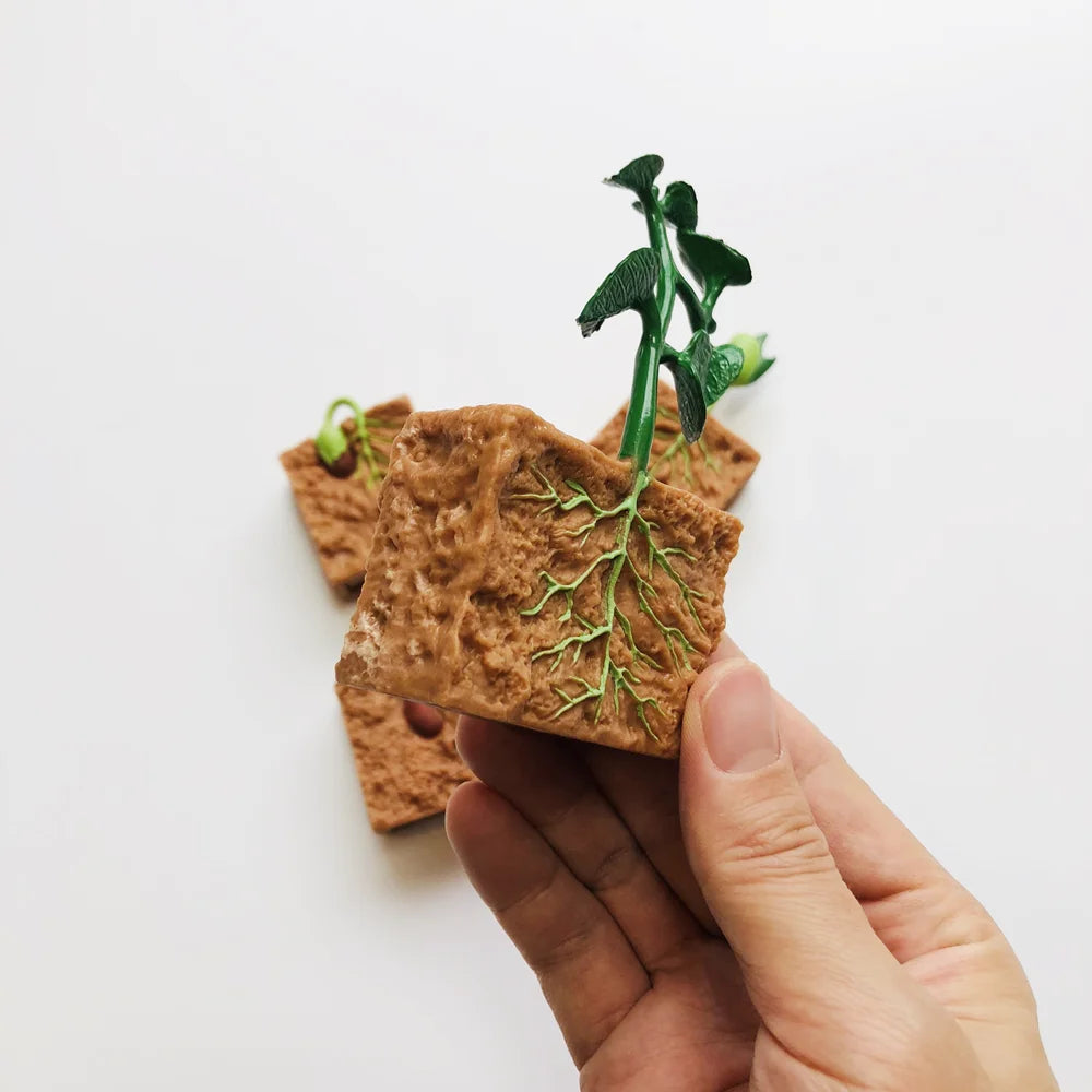 Montessori Plant Life Cycle With Cards