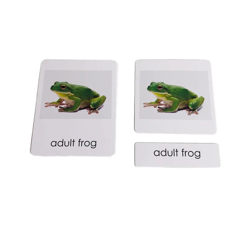 Montessori Life Cycle-Butterfly, Frog,Turtle, and Chicken Models with Cards