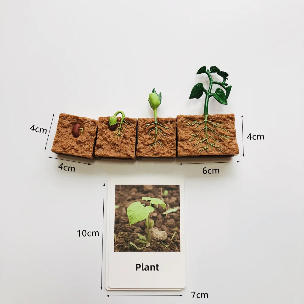 Montessori Plant Life Cycle With Cards