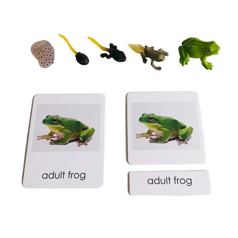Montessori Life Cycle-Butterfly, Frog,Turtle, and Chicken Models with Cards