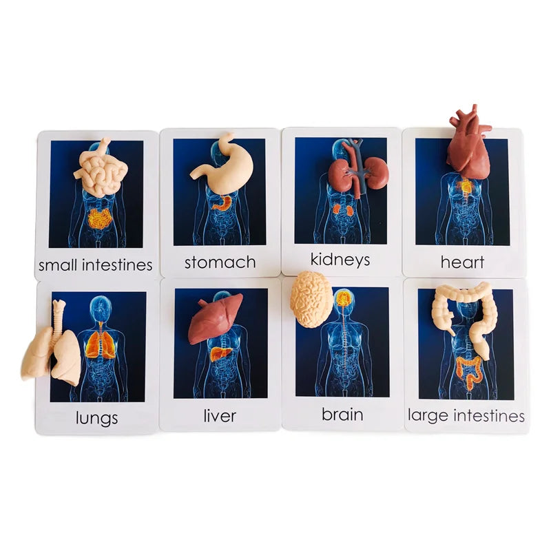 Montessori Language Materials Models with or without cards of Human Organ/ Hardware Tool/ Instruments/ Flower