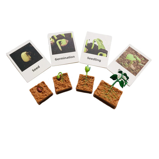 Montessori Plant Life Cycle With Cards