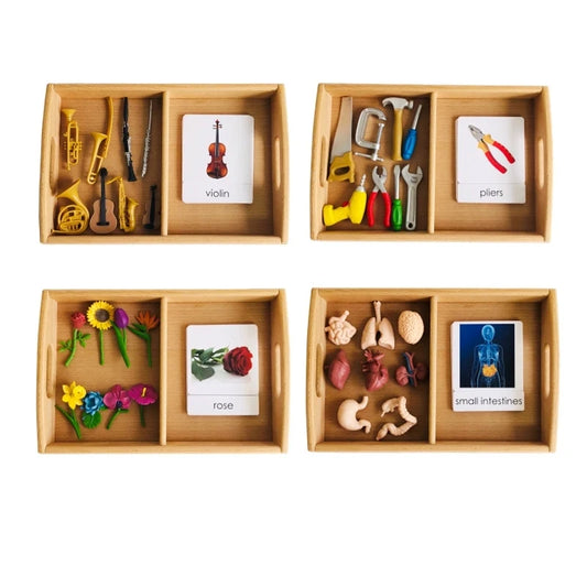 Montessori Language Materials Models with or without cards of Human Organ/ Hardware Tool/ Instruments/ Flower