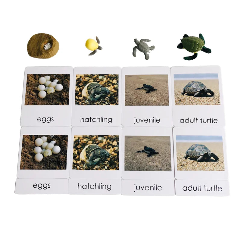 Montessori Life Cycle-Butterfly, Frog,Turtle, and Chicken Models with Cards
